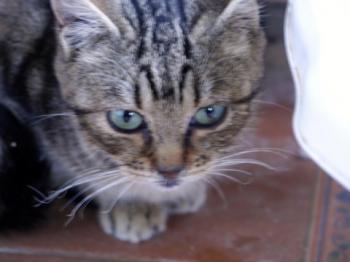 Nacho Bild von Nacha