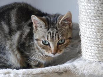 Nacho Bild von Nacha