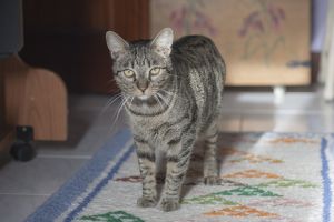 Pompeyito Bild von Pompeyito