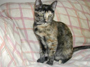 Sedna Bild von Sedna