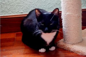 Bild von Diva