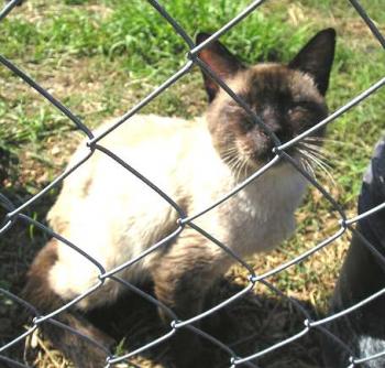 Siam-Mix Bild von Summer