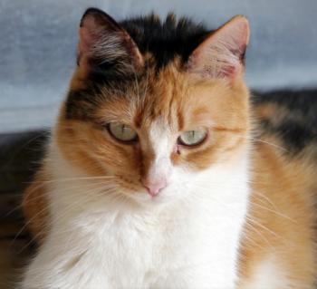 Sundra Bild von Sundra