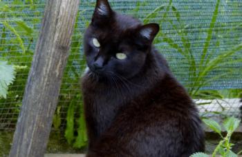 Pucca Bild von Pucca