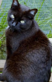 Pucca Bild von Pucca