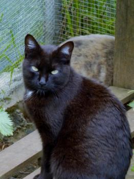 Pucca Bild von Pucca