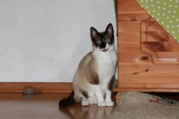 Baldo Bild von Baldo