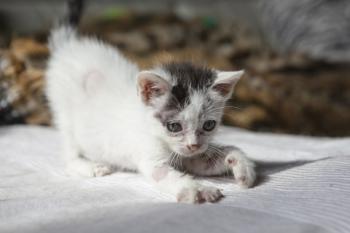 Shelly Bild von Shelly
