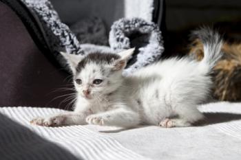 Shelly Bild von Shelly