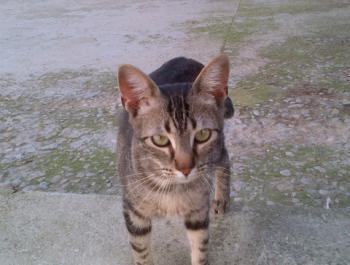 Trass Bild von Trass