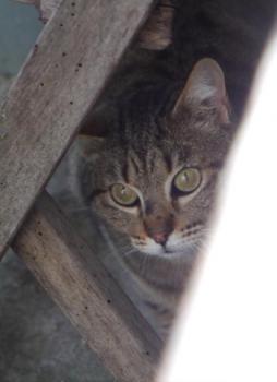 Fizz Bild von Fizz