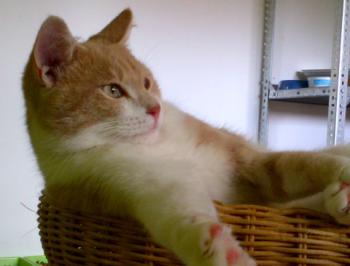 Chicco Bild von Chicco