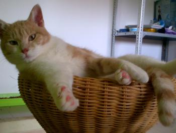 Chicco Bild von Chicco