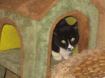 Bild von Gipsy