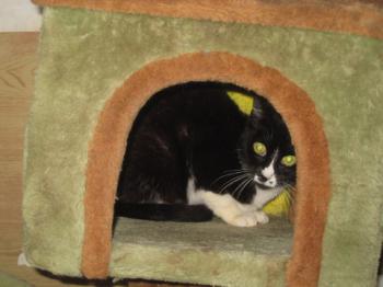 Bild von Gipsy