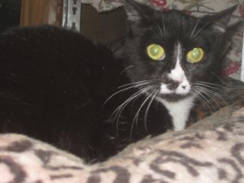 Bild von Gipsy