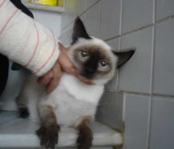 Simo Bild von Sima