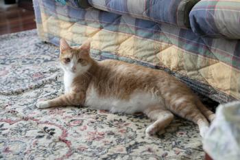 Bild von Athos