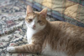 Bild von Athos