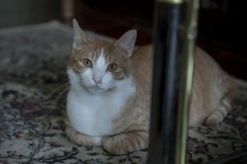 Bild von Athos