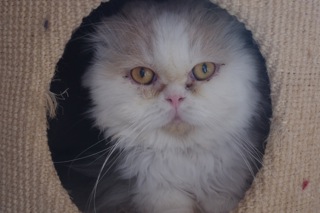Jeronimo Bild von Jeronimo