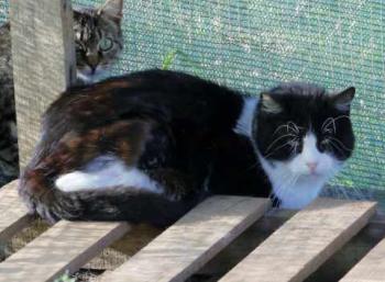 Bild von Abu