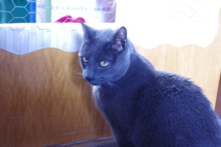 Panchito Bild von Panchito