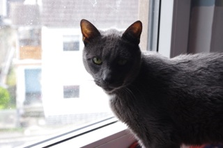 Panchito Bild von Panchito