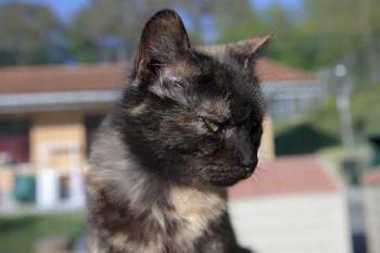 Keiko Bild von Keiko