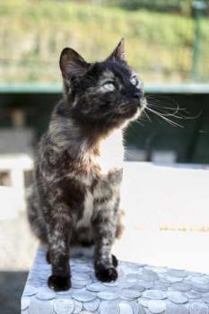 Keiko Bild von Keiko