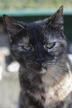 Keiko Bild von Keiko