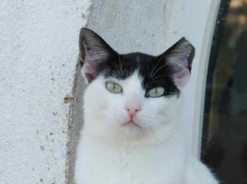 Bild von Joy