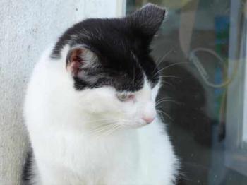 Bild von Joy