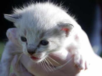 Minou Bild von Minou
