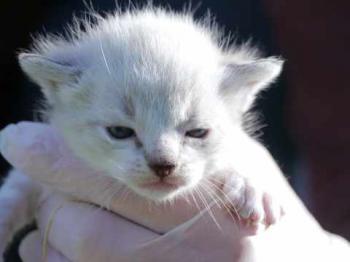 Minou Bild von Minou
