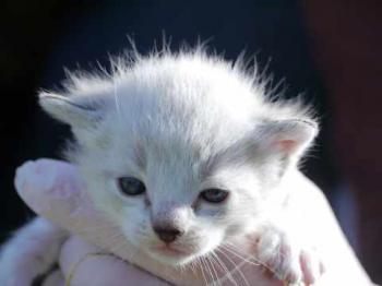 Minou Bild von Minou