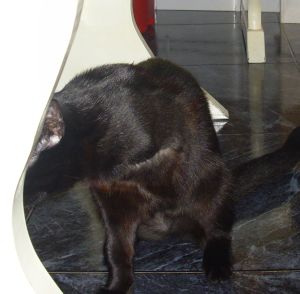 Bagheera Bild von Bagheera