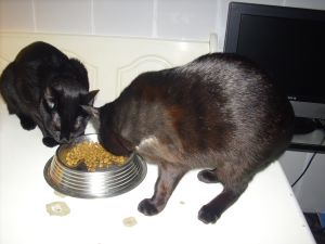 Bagheera Bild von Bagheera