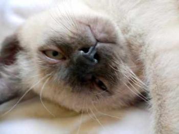 Bild von Bobo
