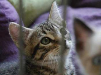 Yoschi Bild von Yoschi