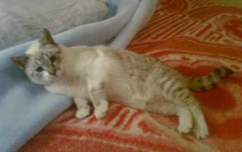 Bild von Muffin