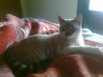 Bild von Muffin