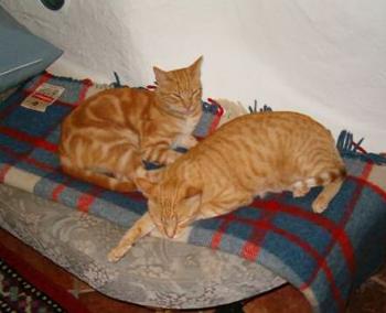 Sugar und Toscano Bild von Toscano