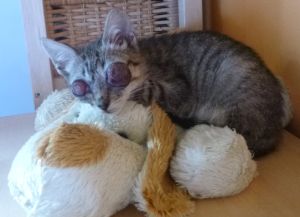 Dora Bild von Dora