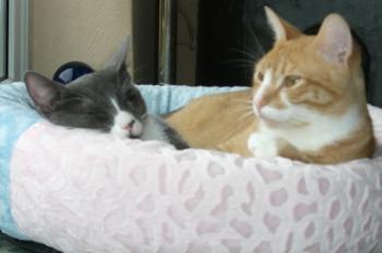 Russo und Ibi Bild von Russo