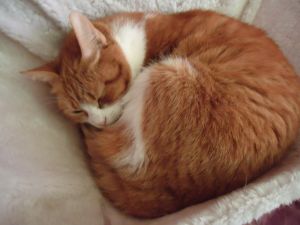 Judith Bild von Judith