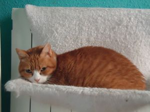 Judith Bild von Judith