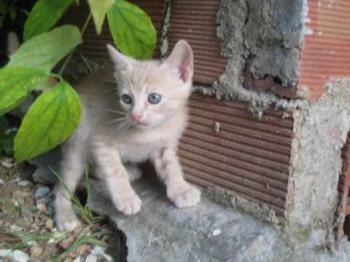 Akim Bild von Akim