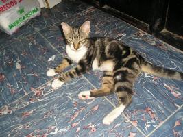 Nelson Bild von Nelson