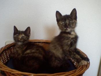 Sedna und Gea Bild von Sedna